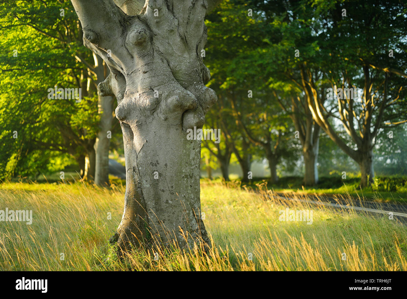 Viale di alberi che fiancheggiano la strada per Wimborne, Dorset, England, Regno Unito Foto Stock