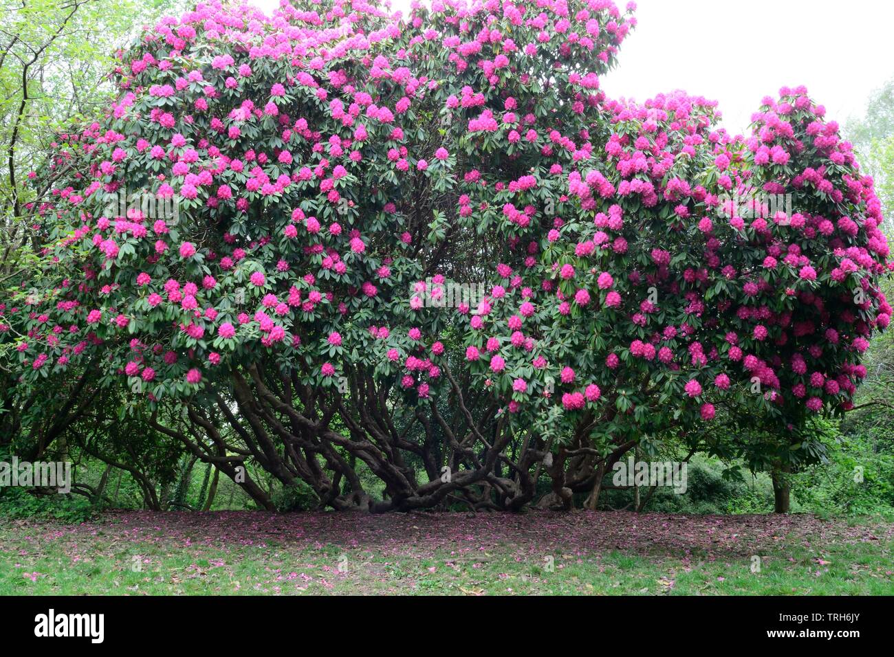 Il vecchio albero di rododendro in fiore a Gnoll Country Park Neath Glamourganshire Galles Cymru REGNO UNITO Foto Stock