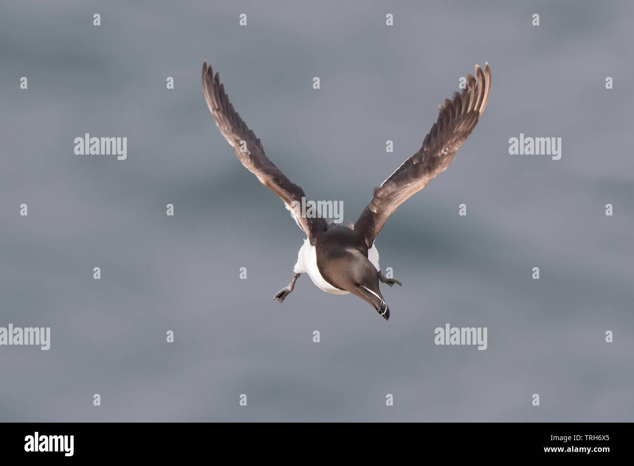 Chiudi, vista frontale di un selvaggio, britannico razorbill Seabird (Alca torda) isolato in volo su acqua di mare, Bempton UK, stagione estiva di allevamento. Foto Stock