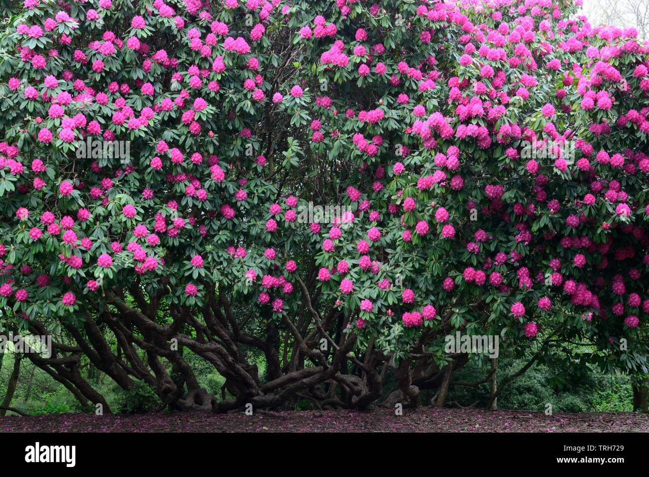 Il vecchio albero di rododendro in fiore a Gnoll Country Park Neath Glamourganshire Galles Cymru REGNO UNITO Foto Stock