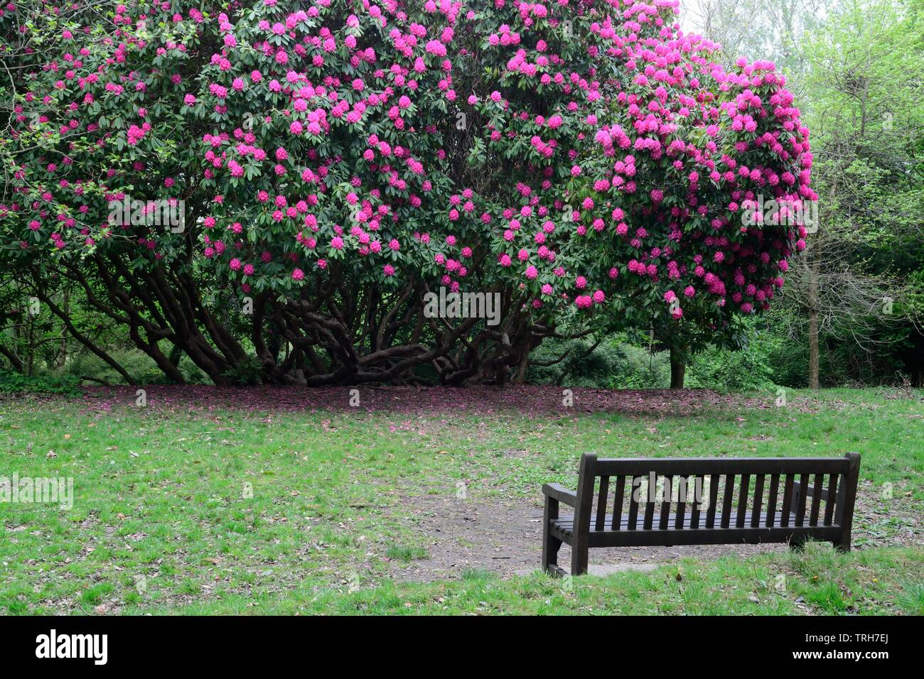 Il vecchio albero di rododendro in fiore a Gnoll Country Park Neath Glamourganshire Galles Cymru REGNO UNITO Foto Stock
