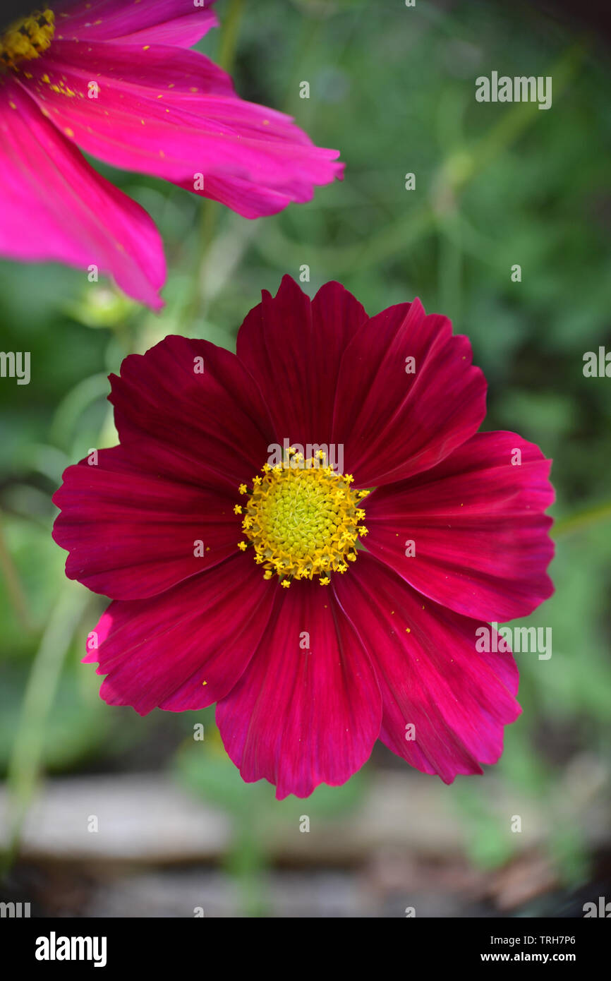 Cosmos bipinnatus Dazzler in fiore Foto Stock