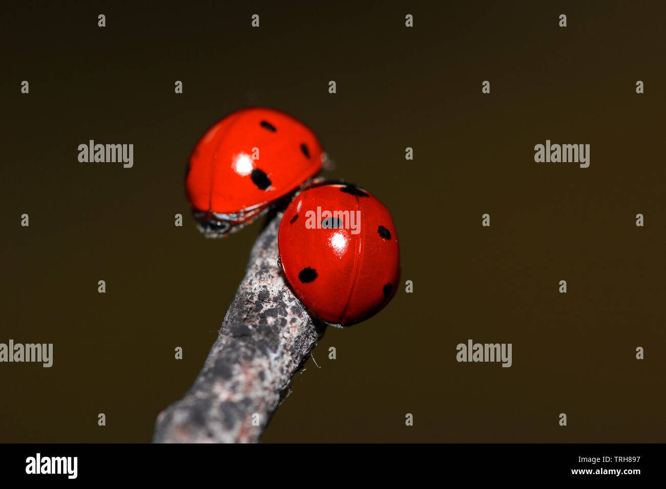 Ladybugs A Secco Su Un Ramo Di Un Albero Piccoli Insetti Rossi Sulla Pianta Secca Amore E Soddisfare Concept Foto Stock Alamy