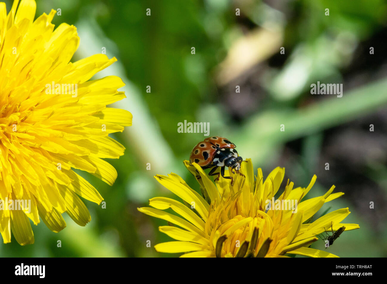 Anatis ocellata, il eyed coccinella sul fiore di dente di leone Foto Stock