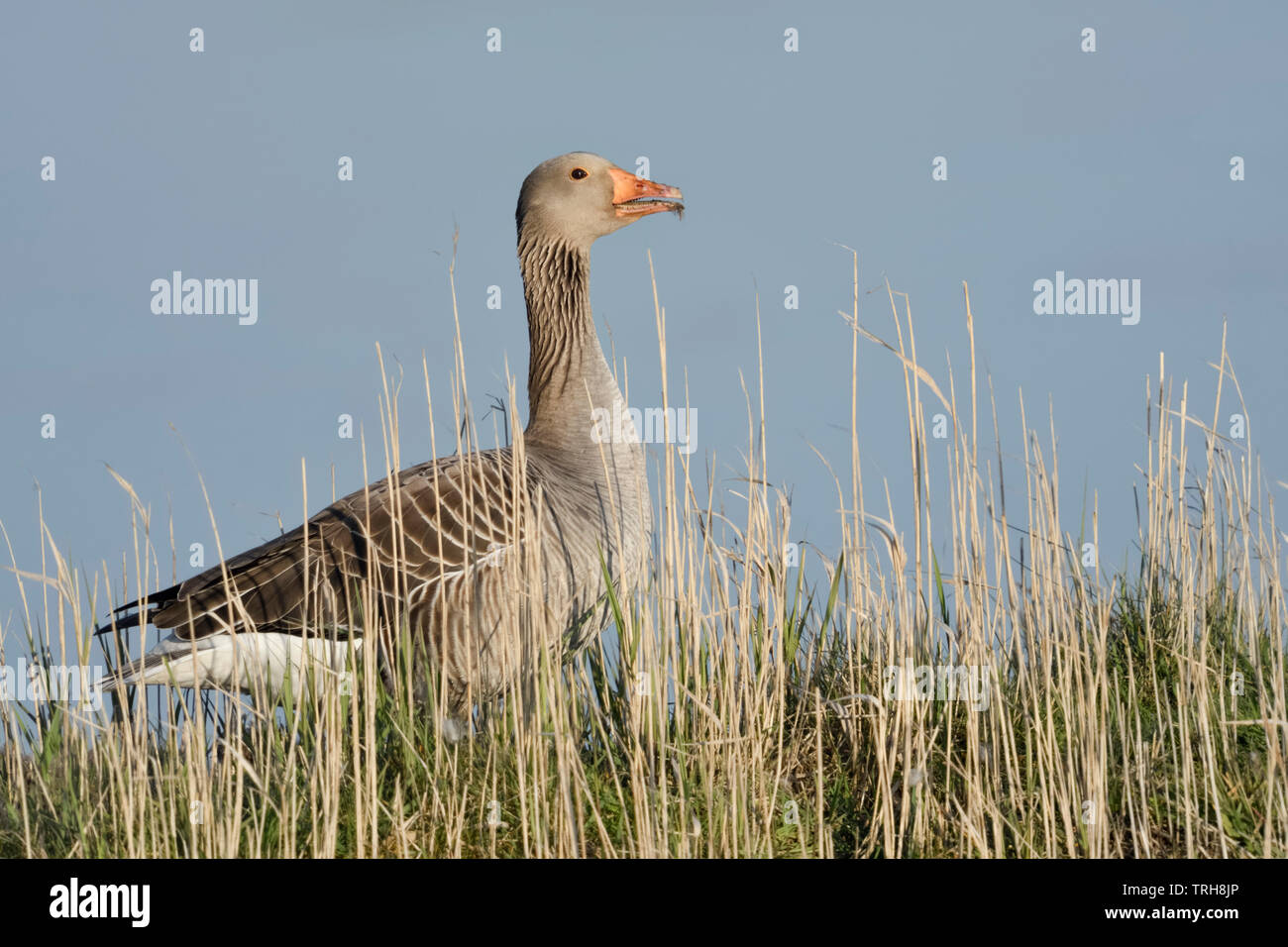 Oca Graylag / Graugans ( Anser anser ), un adulto, sorge sulla sommità di una piccola collina, la chiamata, la mattina presto luce, fauna selvatica, l'Europa. Foto Stock