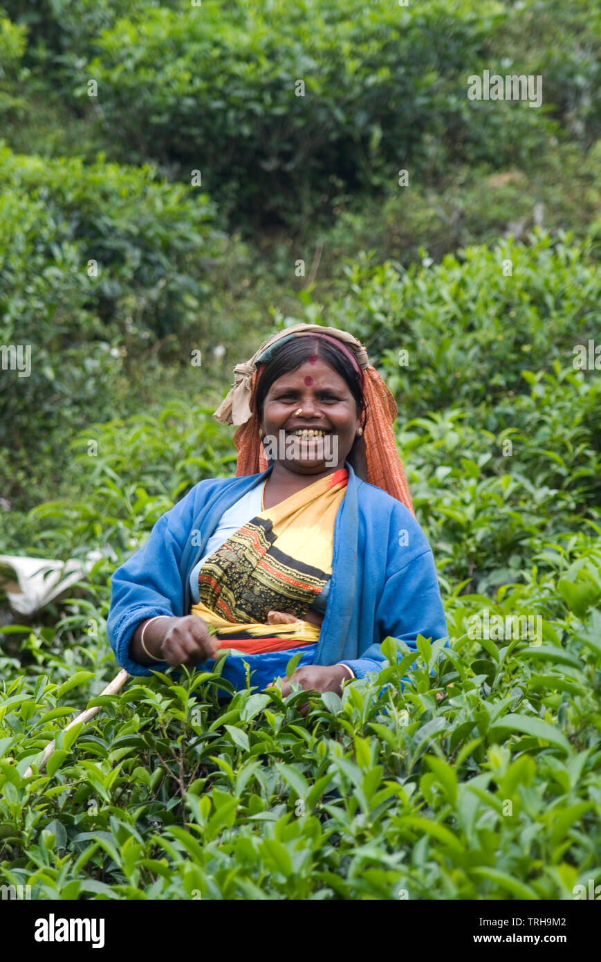 Un dello Sri Lanka raccolto donna giovani germogli di tè in una tenuta in Ambewela, al di fuori di Nuwara Eliya in Sri Lanka. Foto Stock