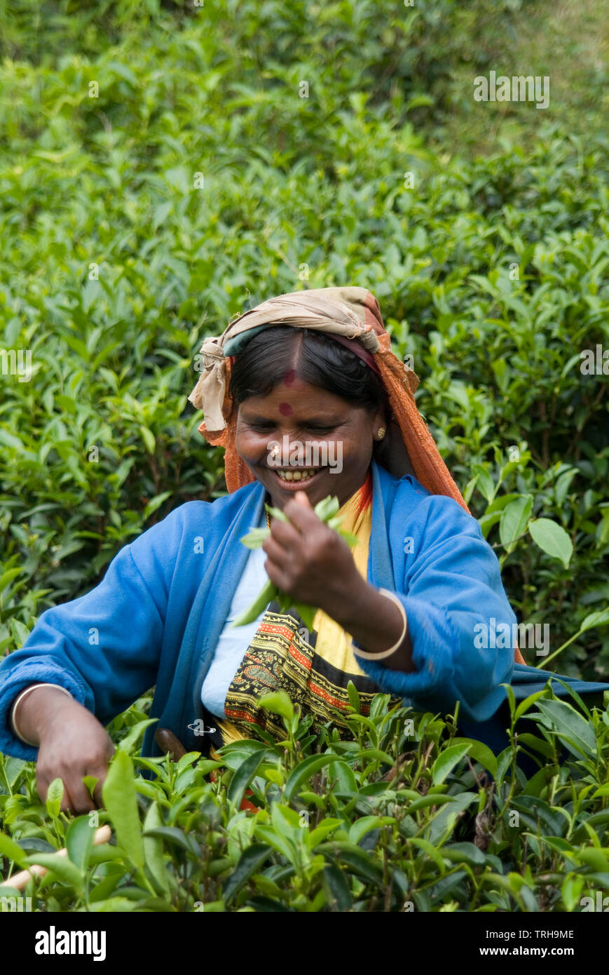 Un dello Sri Lanka raccolto donna giovani germogli di tè in una tenuta in Ambewela, al di fuori di Nuwara Eliya in Sri Lanka. Foto Stock
