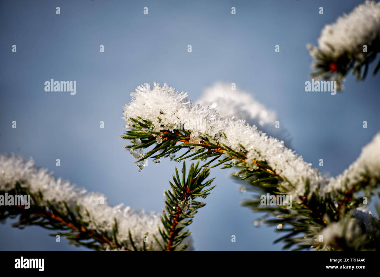 Trasformata per forte gradiente gelo su un pino in inverno Foto Stock
