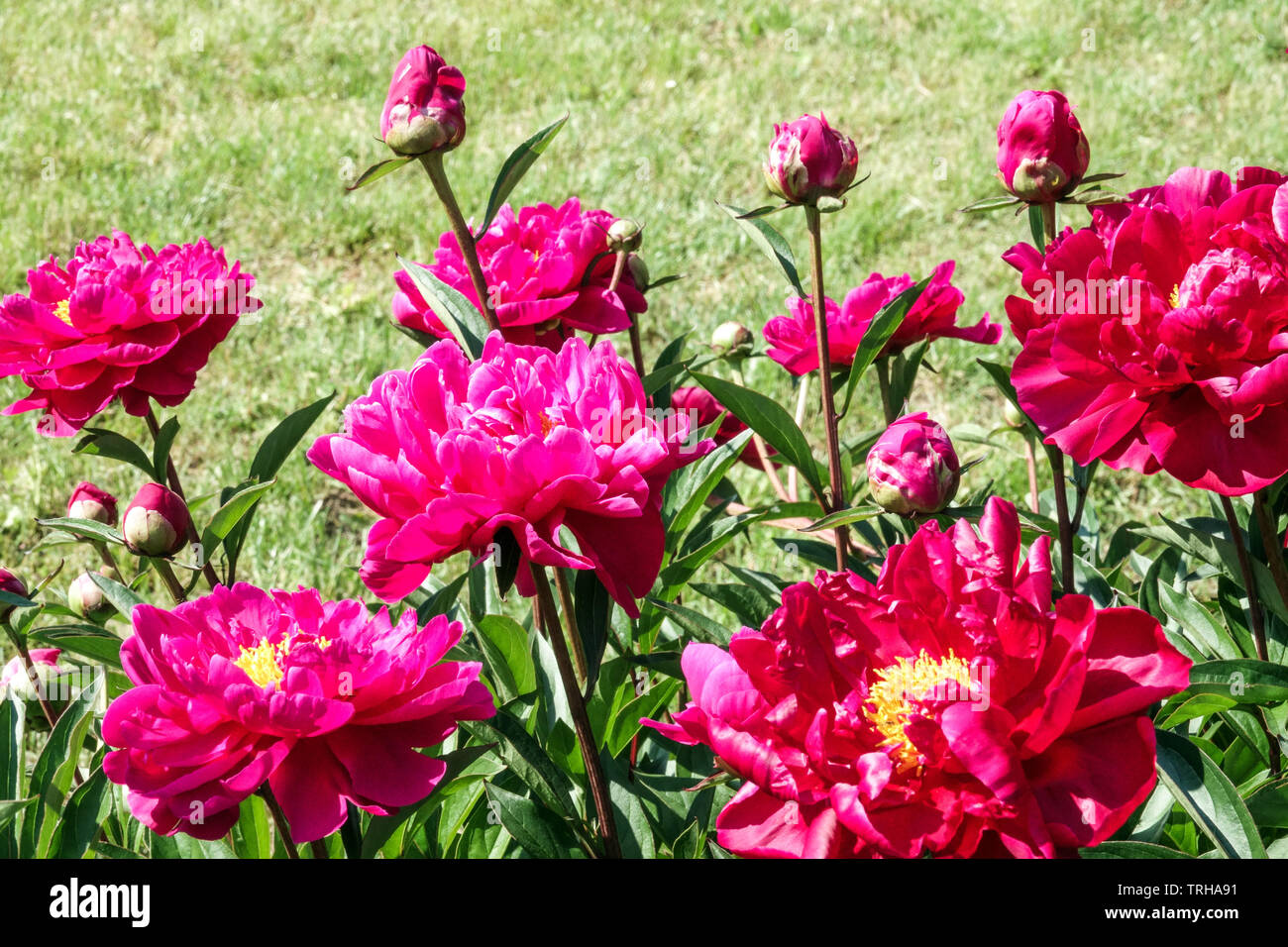 Rosso peonia gemme Foto Stock