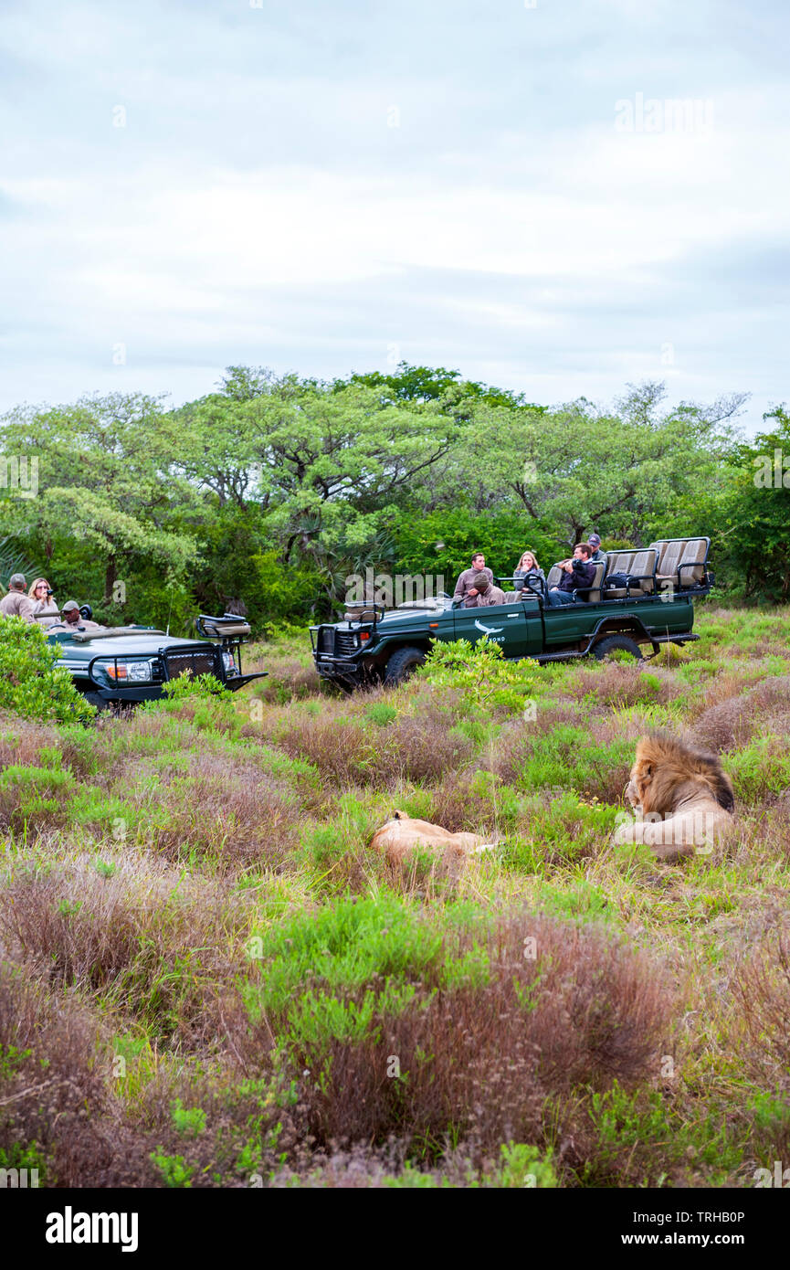 A Phinda Private Game Reserve, una proprietà andBeyond riserva naturale nella parte orientale del Sud Africa. Hotel e safari proprietario e operatore, andBeyond utilizza il divertimento Foto Stock