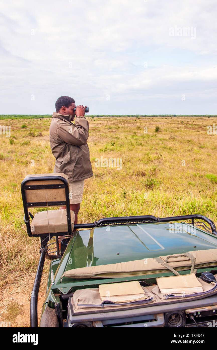 Un tracker cerca di Big game al Phinda Private Game Reserve, una proprietà andBeyond riserva naturale in Sud Africa. Foto Stock