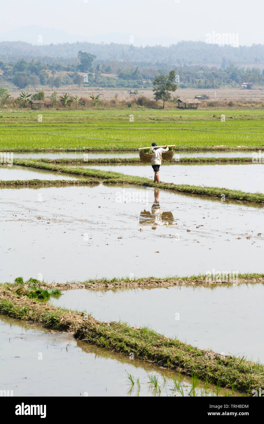 Agricoltore lavora in una risaia vicino a Chiang Mai, Thailandia Foto Stock