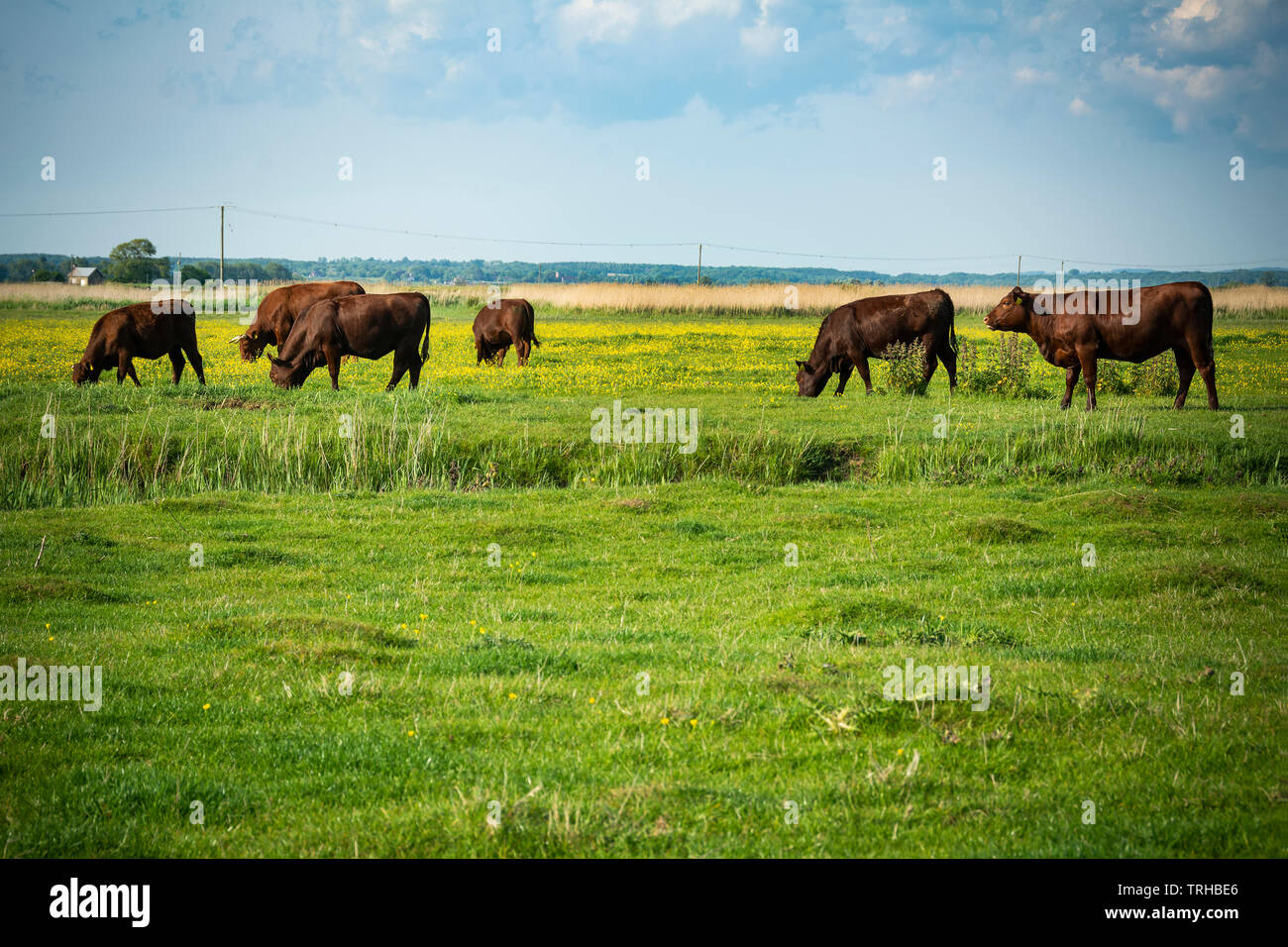 Il pascolo di bestiame in ambiente rurale nel sud dell'Inghilterra Foto Stock