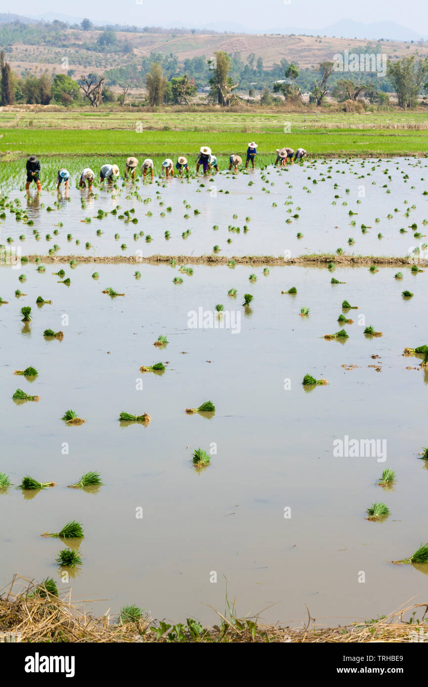 Gli agricoltori di piantare il riso paddy in un campo vicino a Chiang Mai, Thailandia Foto Stock