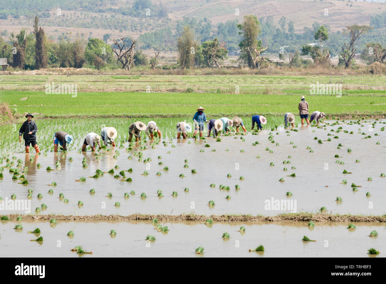 Gli agricoltori di piantare il riso paddy in un campo vicino a Chiang Mai, Thailandia Foto Stock