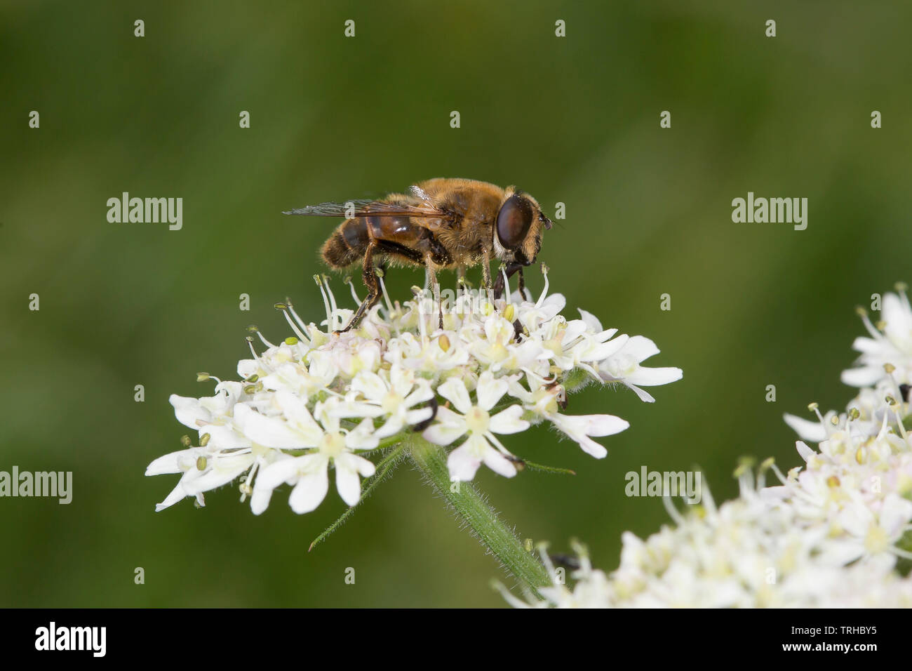 Dettaglio, vista laterale primo piano (macro shot) di insetti selvatici, UK ape isolato all'aperto su fiori bianchi. Foto Stock