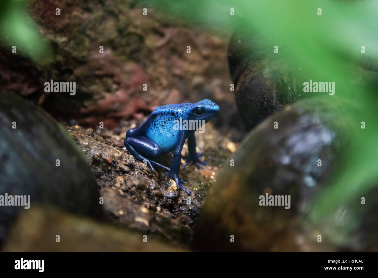 Blue poison dart frog Foto Stock