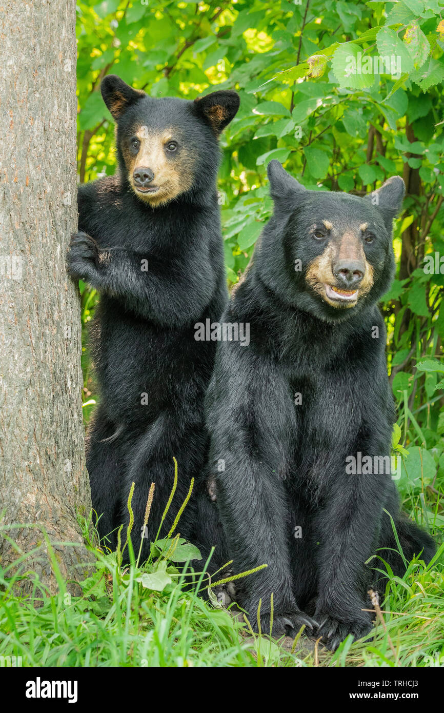 Coppia di American orsi neri (Ursus americanus), Bosco, orientale degli Stati Uniti, da Bill Lea/Dembinsky Foto Assoc Foto Stock