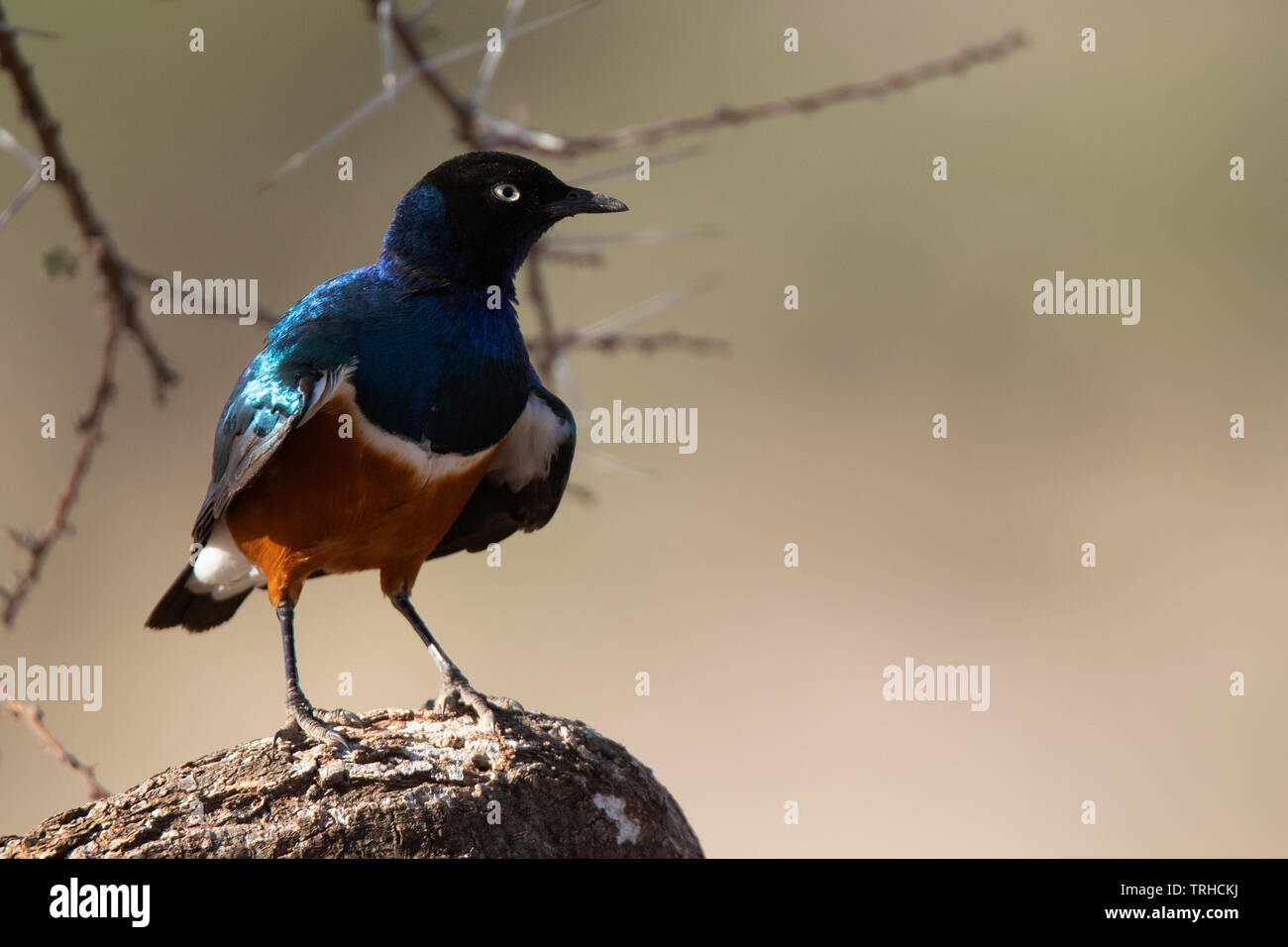 Superba starling, bird, fissando, arroccato, viola, blu, irridescent, colorato, Africa orientale, Africa, Africana, piume, Gitau Kabue, dembinsky, starling Foto Stock