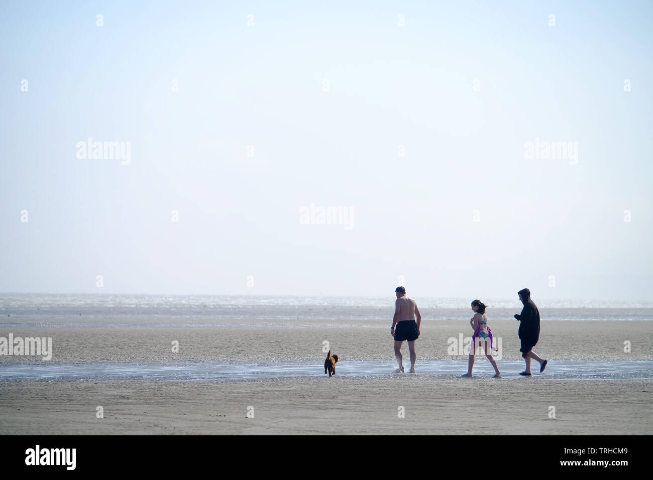 A piedi un cane su un ventoso spiaggia sabbiosa, campanatura, East Sussex, Regno Unito Foto Stock
