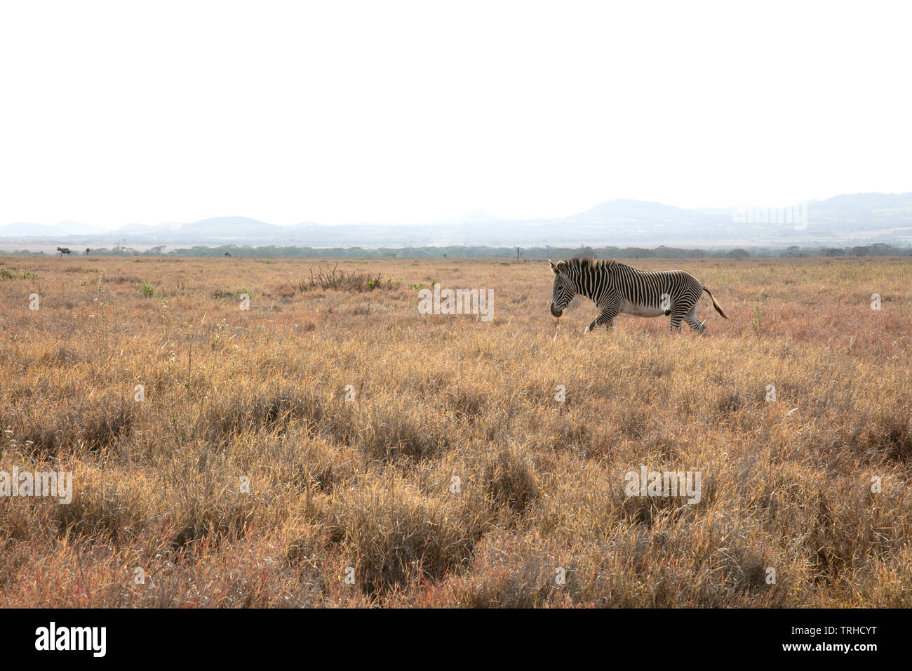 Di Grevy Zebra, pascolando Lewa gioco Santuario, Kenya, E. Africa, da Dembinsky Associa foto Foto Stock