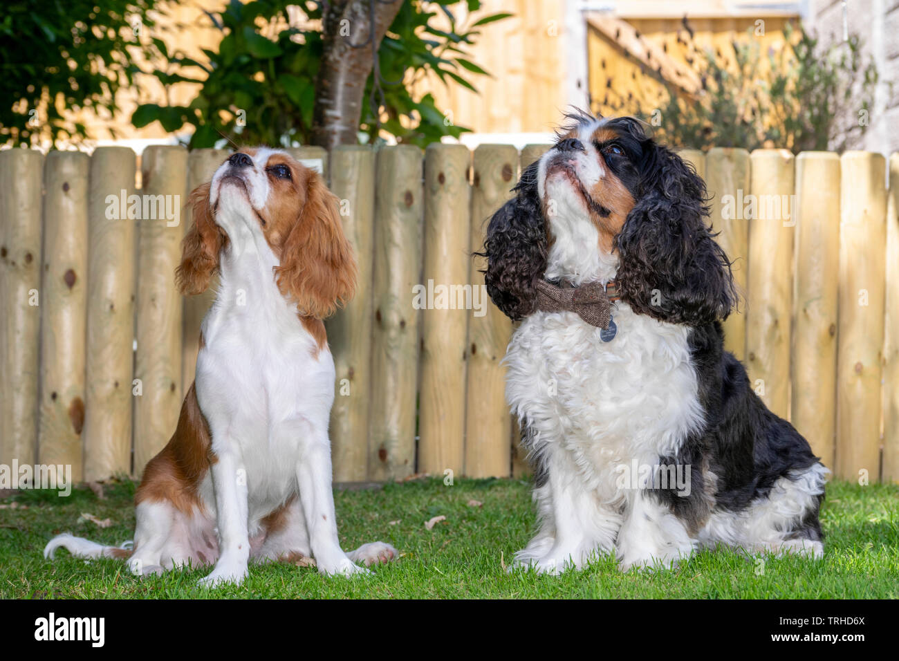 King Charles Spaniel Foto Stock