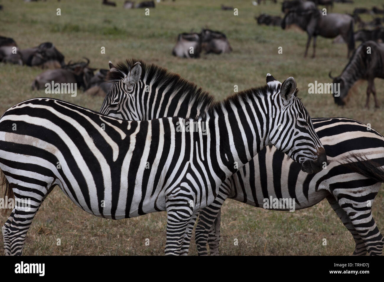 Le pianure o comuni o zebra (Equus quagga), Ngoronogoro Crater National Park, Tanzania e Africa, dalle foto Dembinsky Assoc Foto Stock