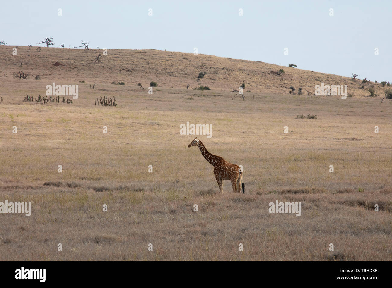 Giraffa somala, reticolato, gioco Lewa Santuario, N. Kenya, E. Africa, da Dembinsky Associa foto Foto Stock