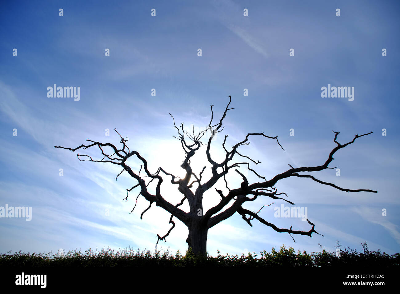 Silhouette di un morto quercia Foto Stock