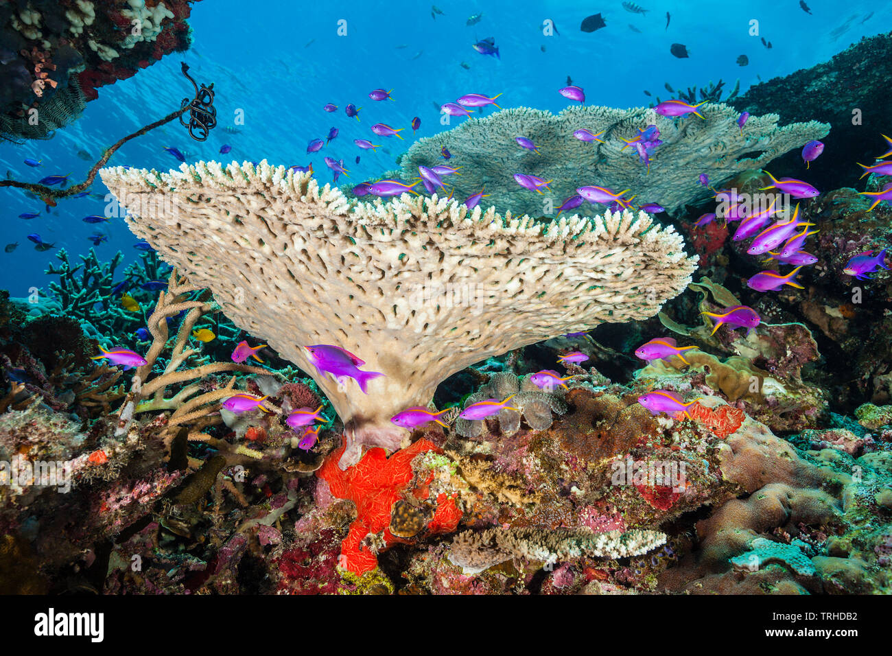 Yellowback Anthias in Coral Reef, Pseudanthias tuka, tufi, Salomone Mare, Papua Nuova Guinea Foto Stock