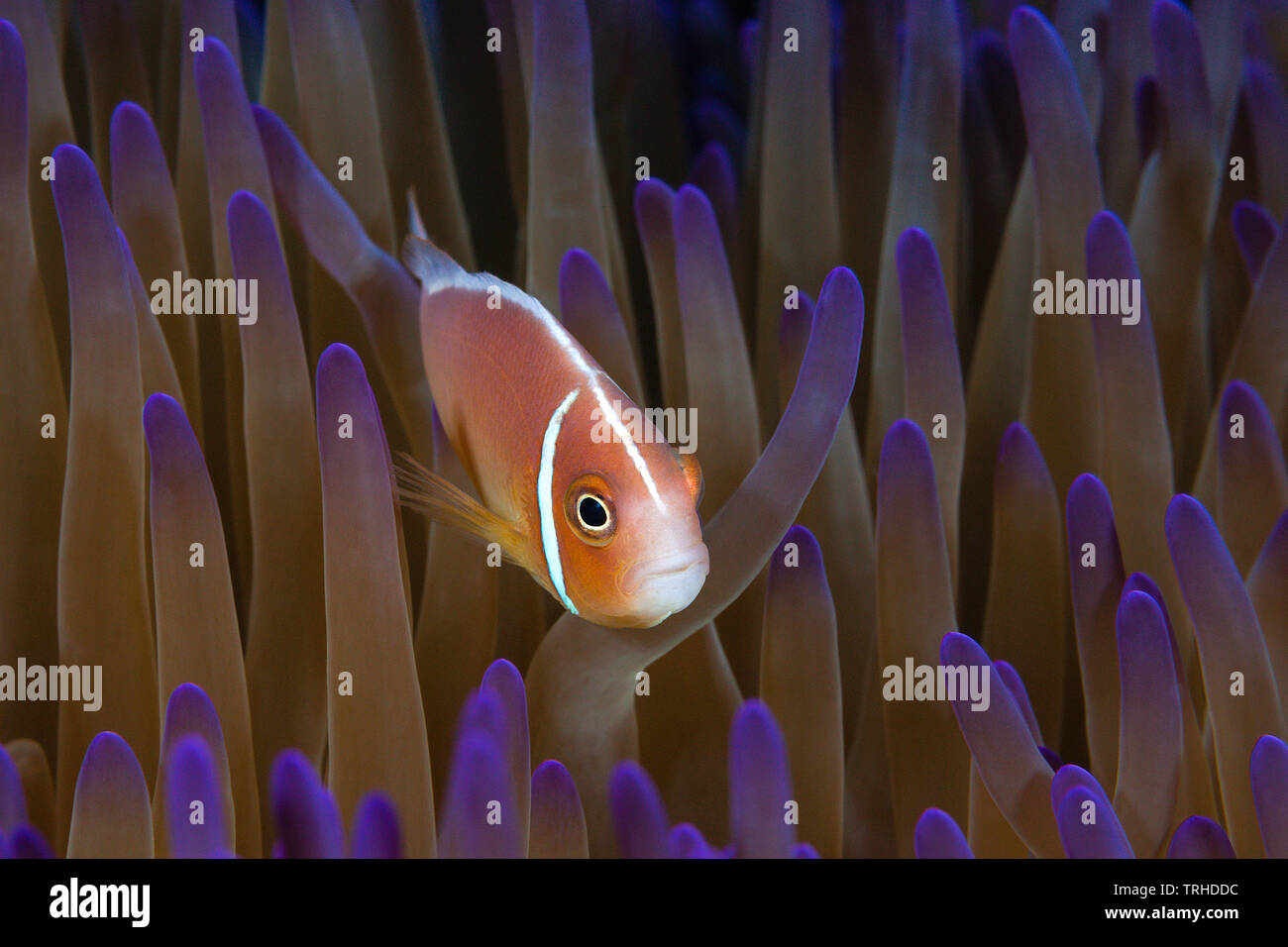 Rosa, Anemonefish Amphiprion perideraion, tufi, Salomone Mare, Papua Nuova Guinea Foto Stock