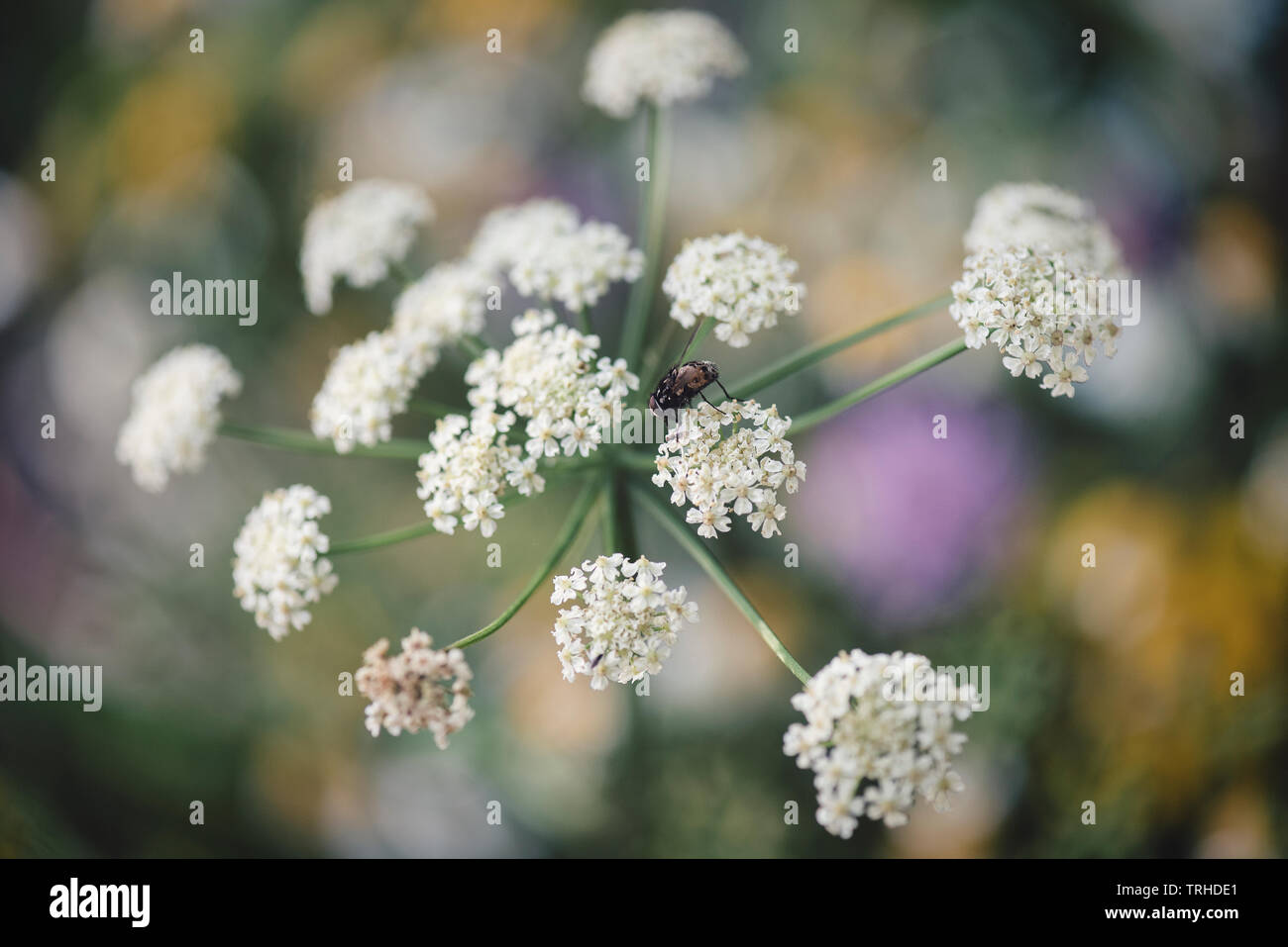 Lacy fiore bianco capi Foto Stock