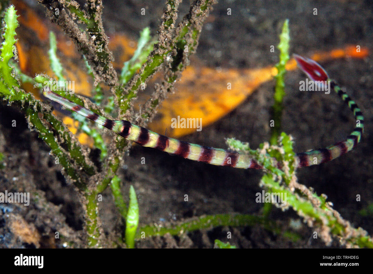 Nastrare Pipefish, Doryhamphus dactyliophorus, tufi, Salomone Mare, Papua Nuova Guinea Foto Stock