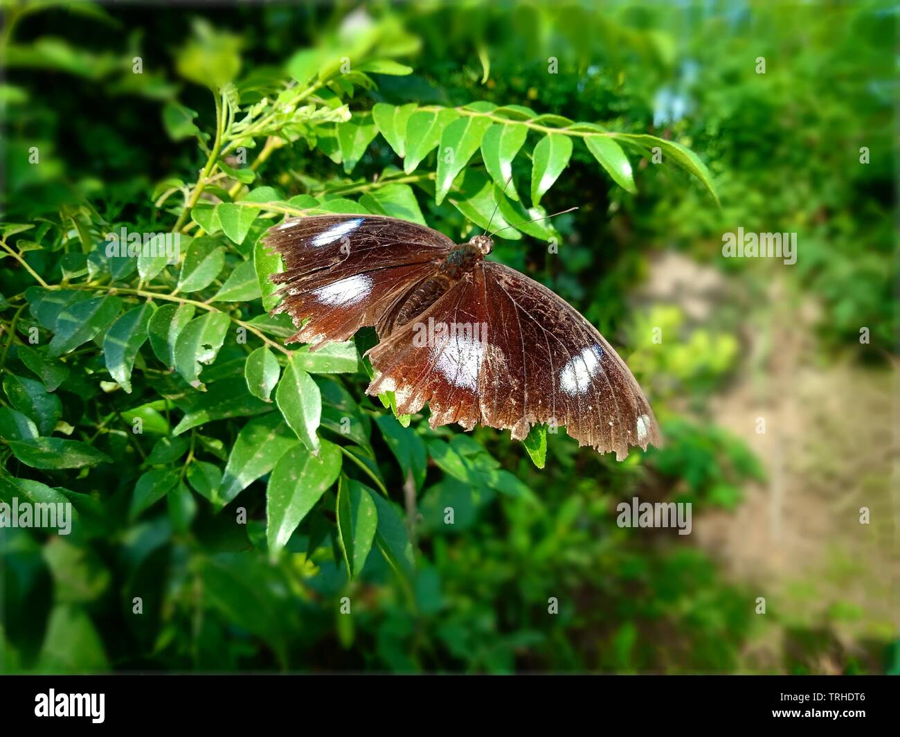 Farfalla marrone con punto bianco Foto Stock