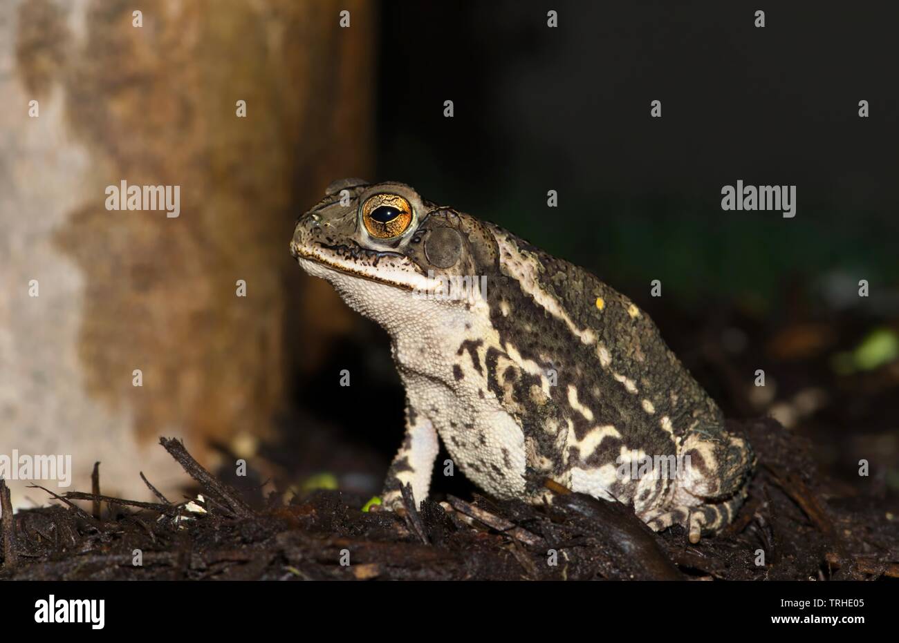 Un Golfo costa toad (Incilius valliceps) seduto sul giardino alcuni strame da una crêpe Mirto albero durante la calda ed umida ore notturne a Houston, TX. Foto Stock
