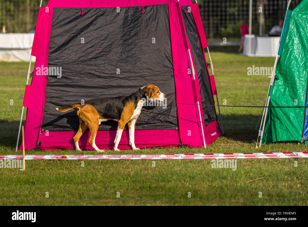 Cane beagle presso la luminosa tende sul prato in un caldo e soleggiato serata estiva Foto Stock