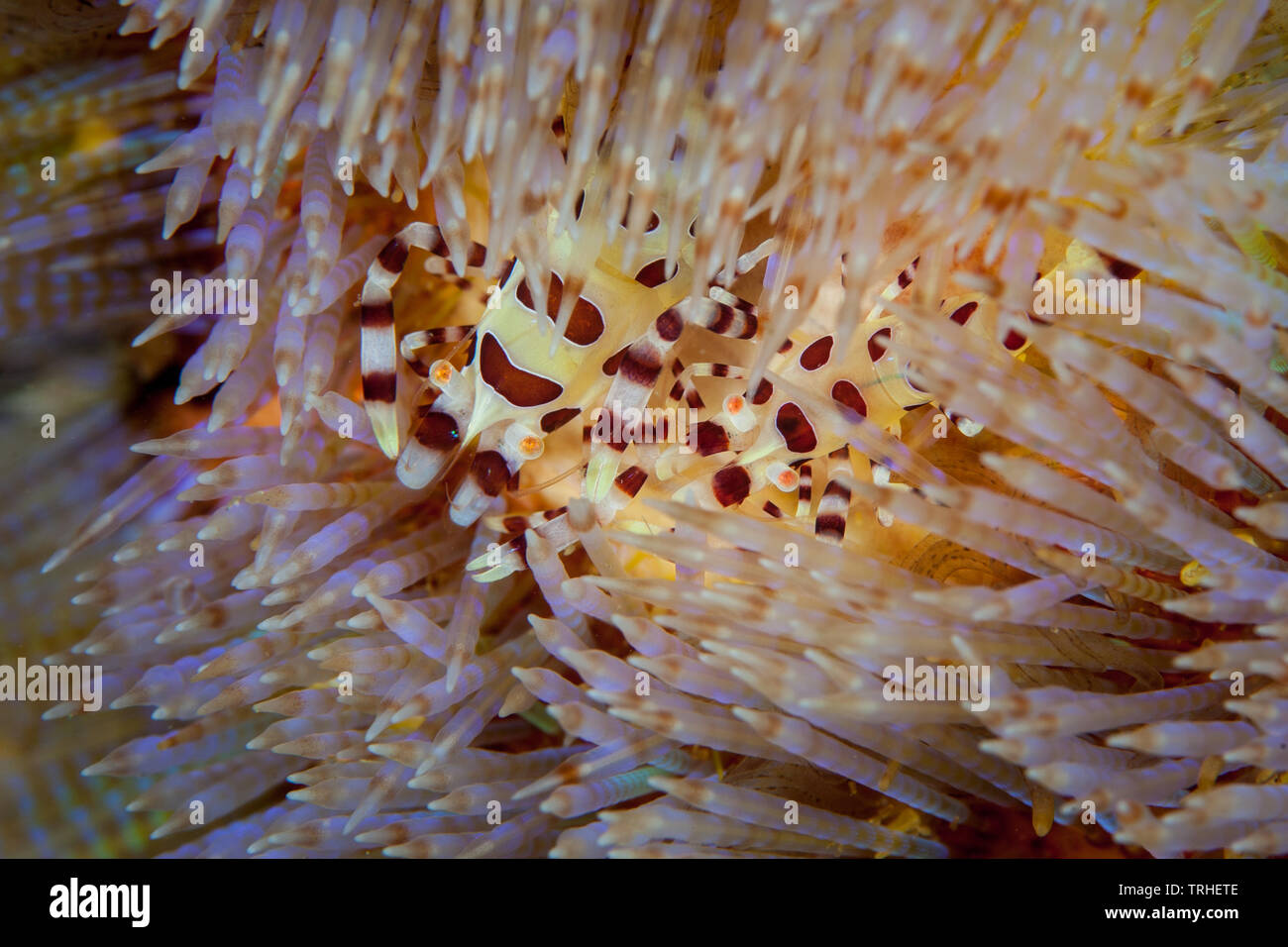 Su una barriera corallina in Indonesia coppia di Coleman's Shrimp, Periclimenes colemani, live in sinergia tra le spine velenose di un riccio. Foto Stock