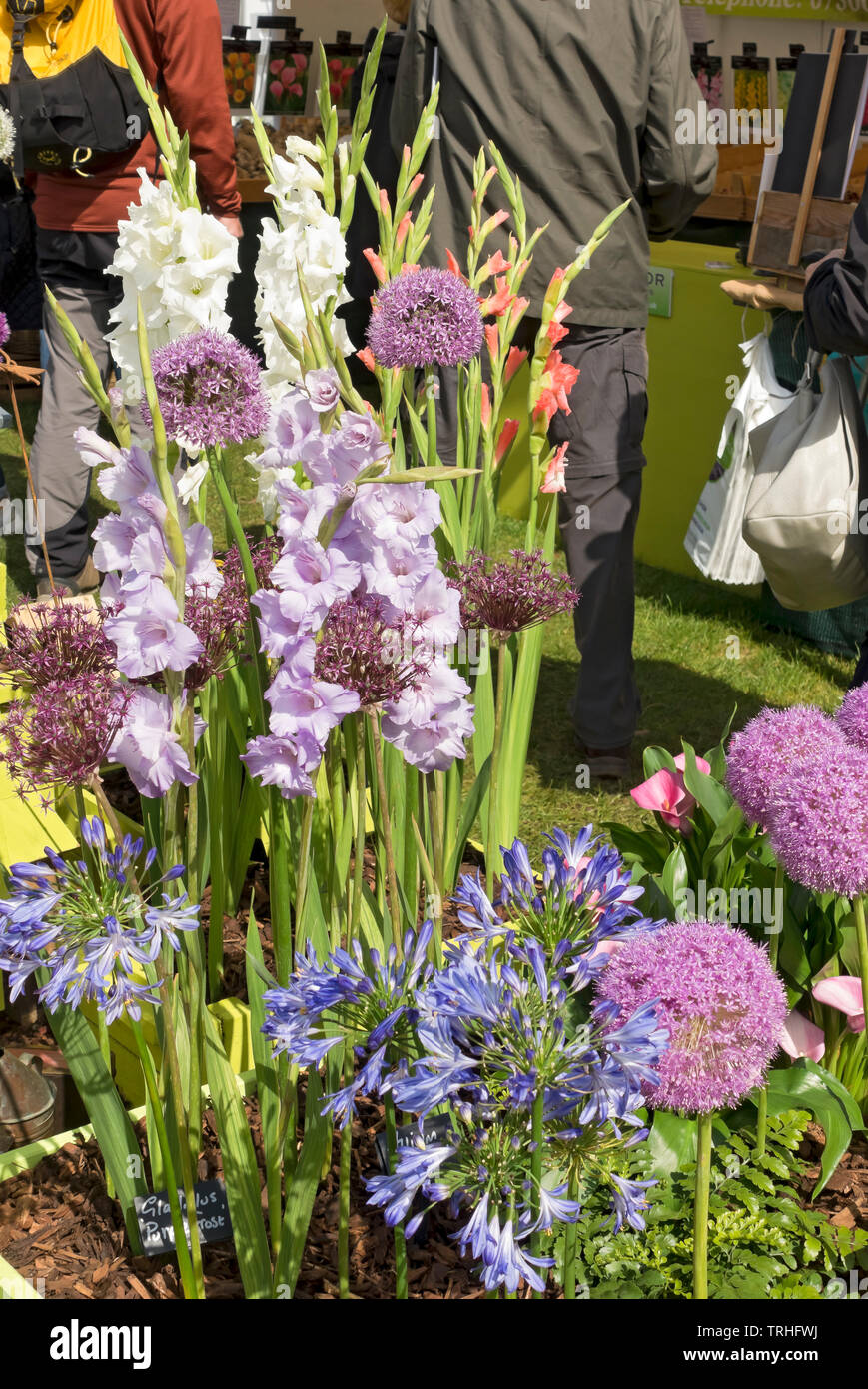 Primo piano della mostra di fiori di gladioli, alleati e agapanthus al Harrogate Spring Flower Show North Yorkshire England UK Britain Foto Stock