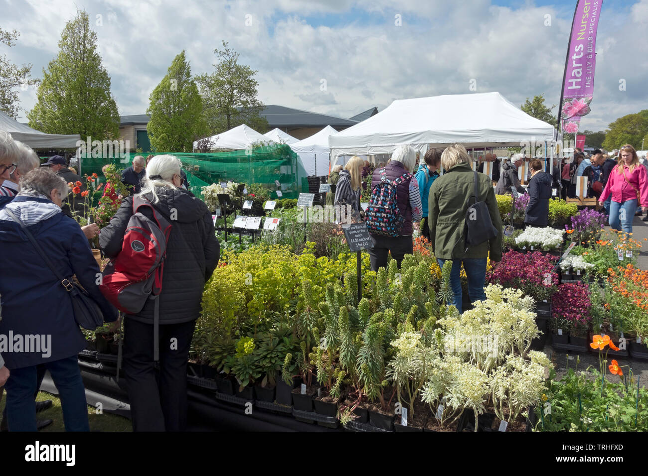 Persone che guardano piante in vendita su una bancarella al Spring Flower Show Harrogate North Yorkshire Inghilterra Regno Unito GB Gran Bretagna Foto Stock