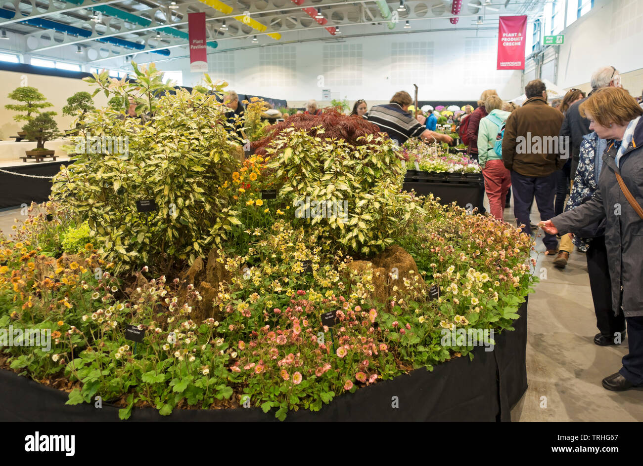 Persone che guardano la mostra di piante alla mostra di fiori di primavera Harrogate North Yorkshire Inghilterra Regno Unito GB Gran Bretagna Foto Stock