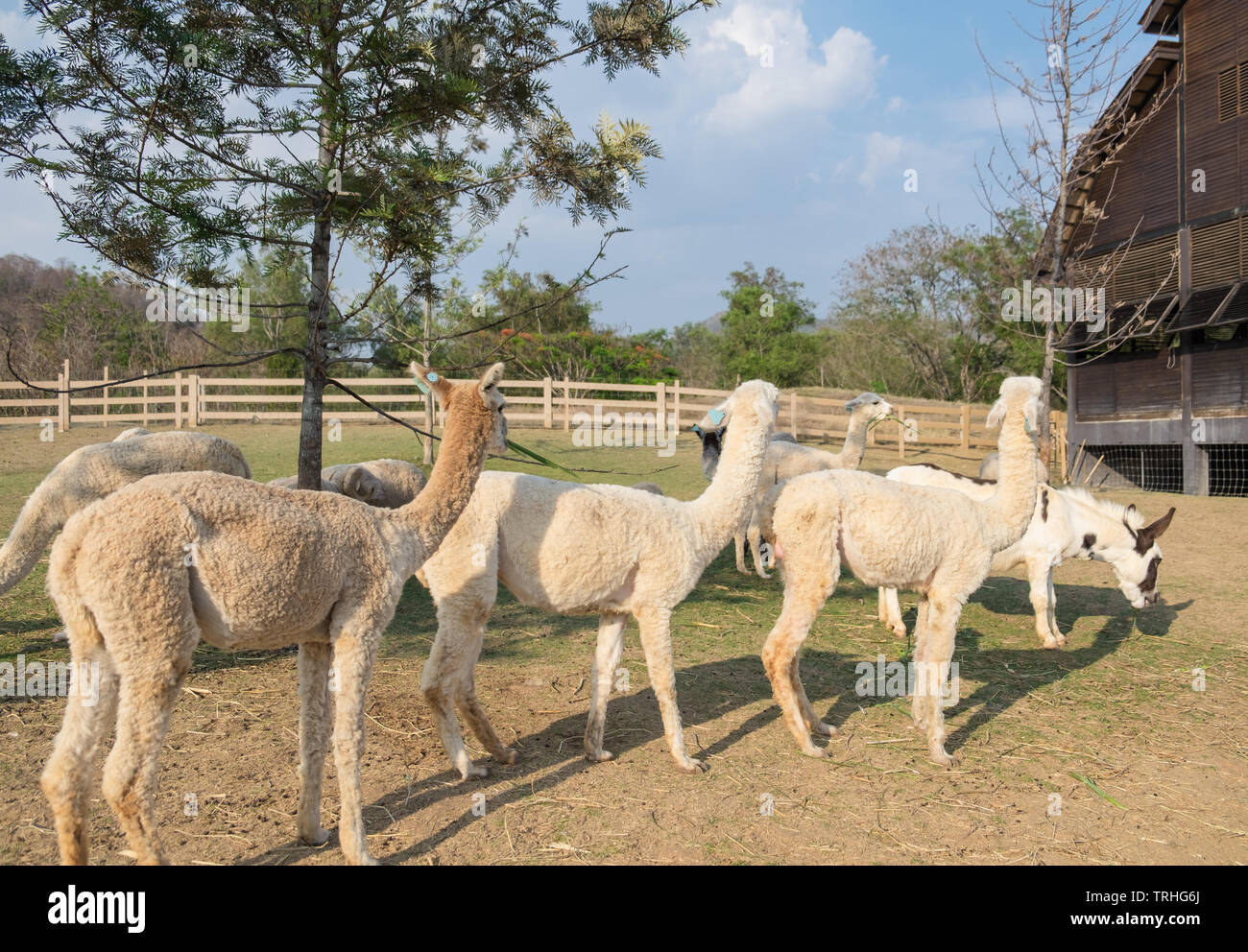 Alpaca tre giro della faccia laterale stessa Foto Stock