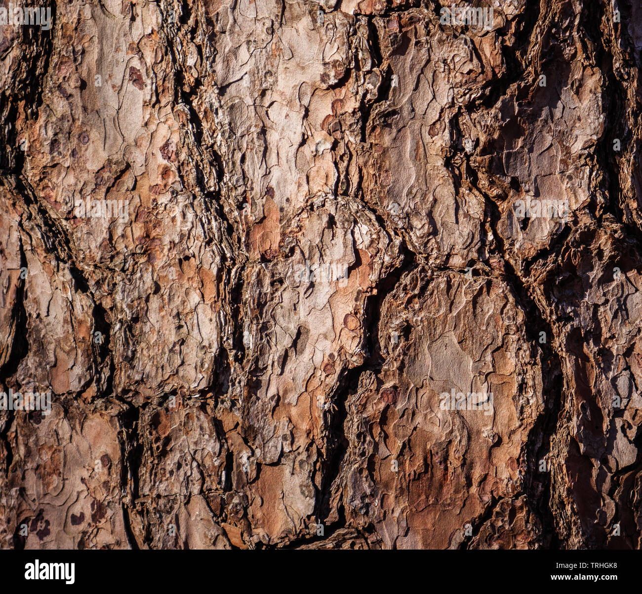 Corteccia di albero texture closeup. Messa a fuoco selettiva. Foto Stock