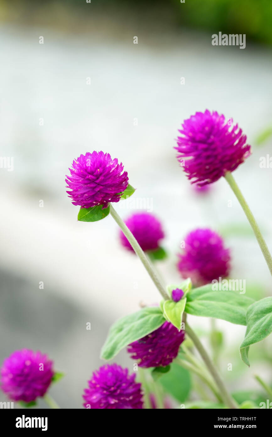 Amaranto globo,Bachelor pulsante, close up viola fiore violaceo bush Foto Stock