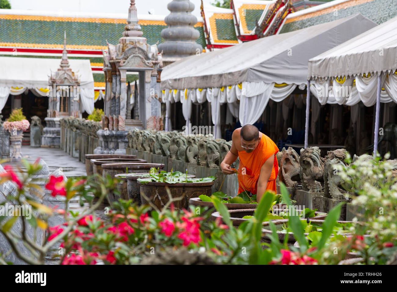 Monaco alimentando il pesce e la cura dei fiori in Wat Arun Foto Stock