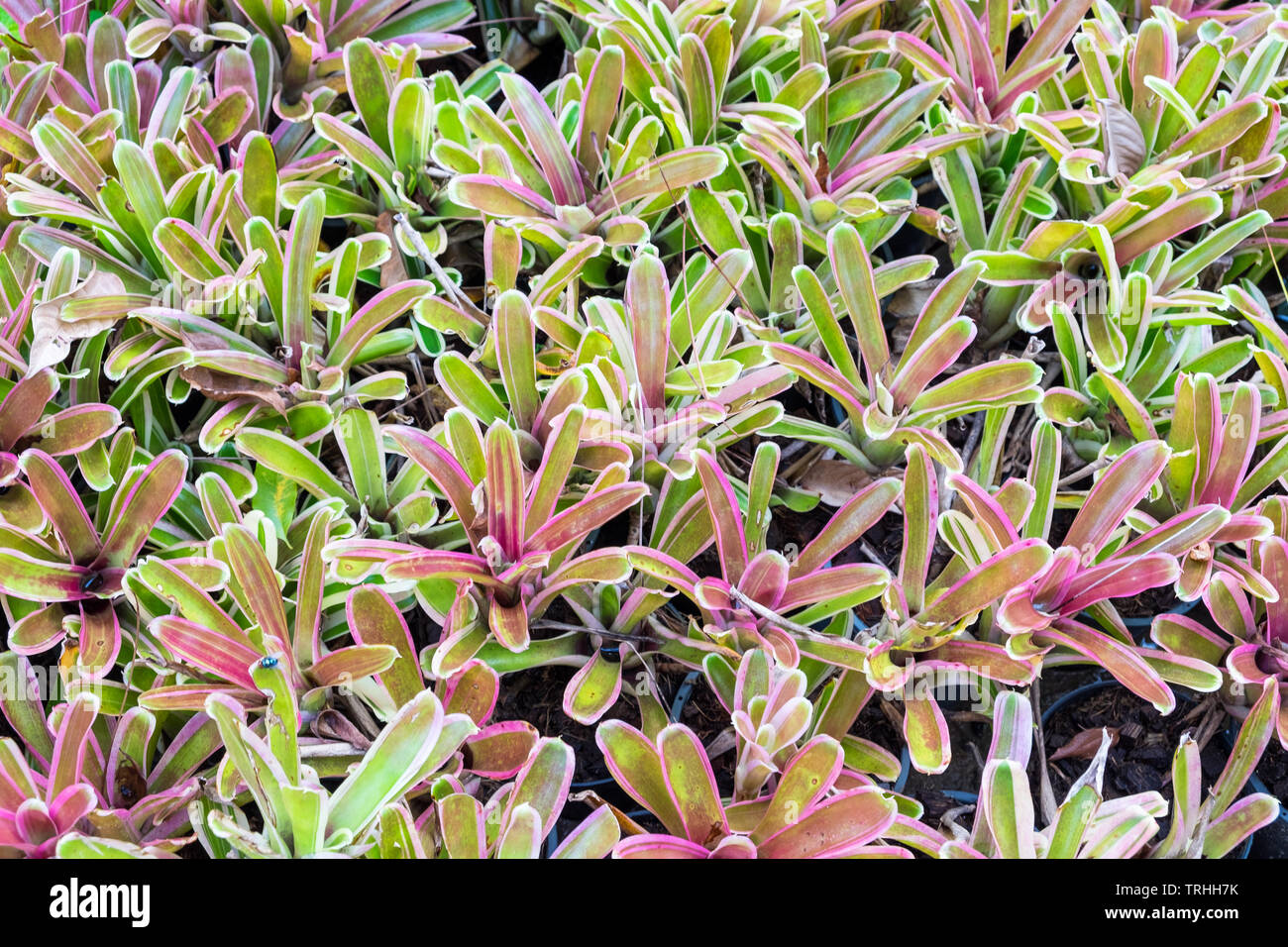 Impianto Bromeliad foglie colorate in giardino Foto Stock
