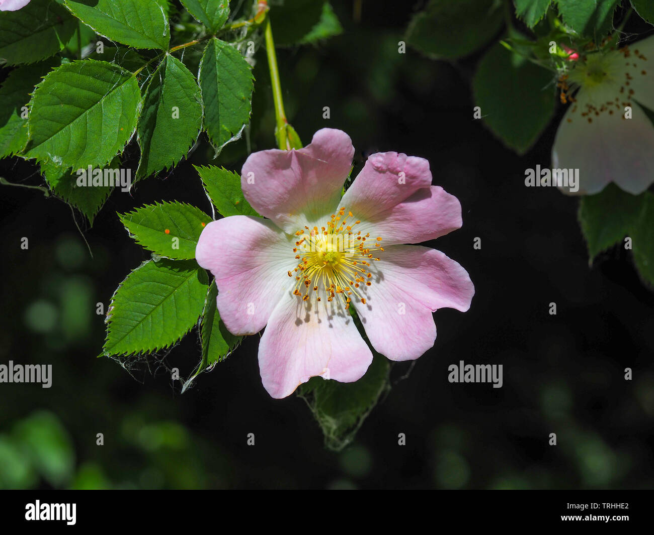 Piuttosto selvatico rosa canina fiore (Rosa canina) e foglie verdi Foto Stock