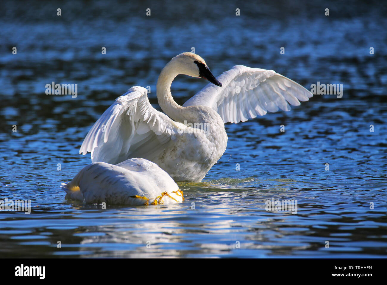 Trumpeter swan ali di spreading, il Parco Nazionale di Yellowstone, Wyoming USA Foto Stock