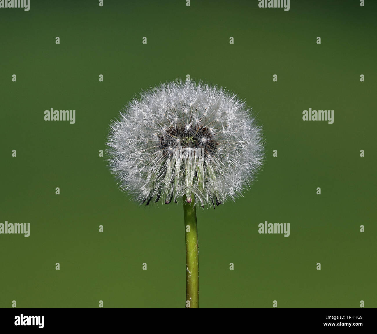 Orologio Dandelion / Blowball Foto Stock