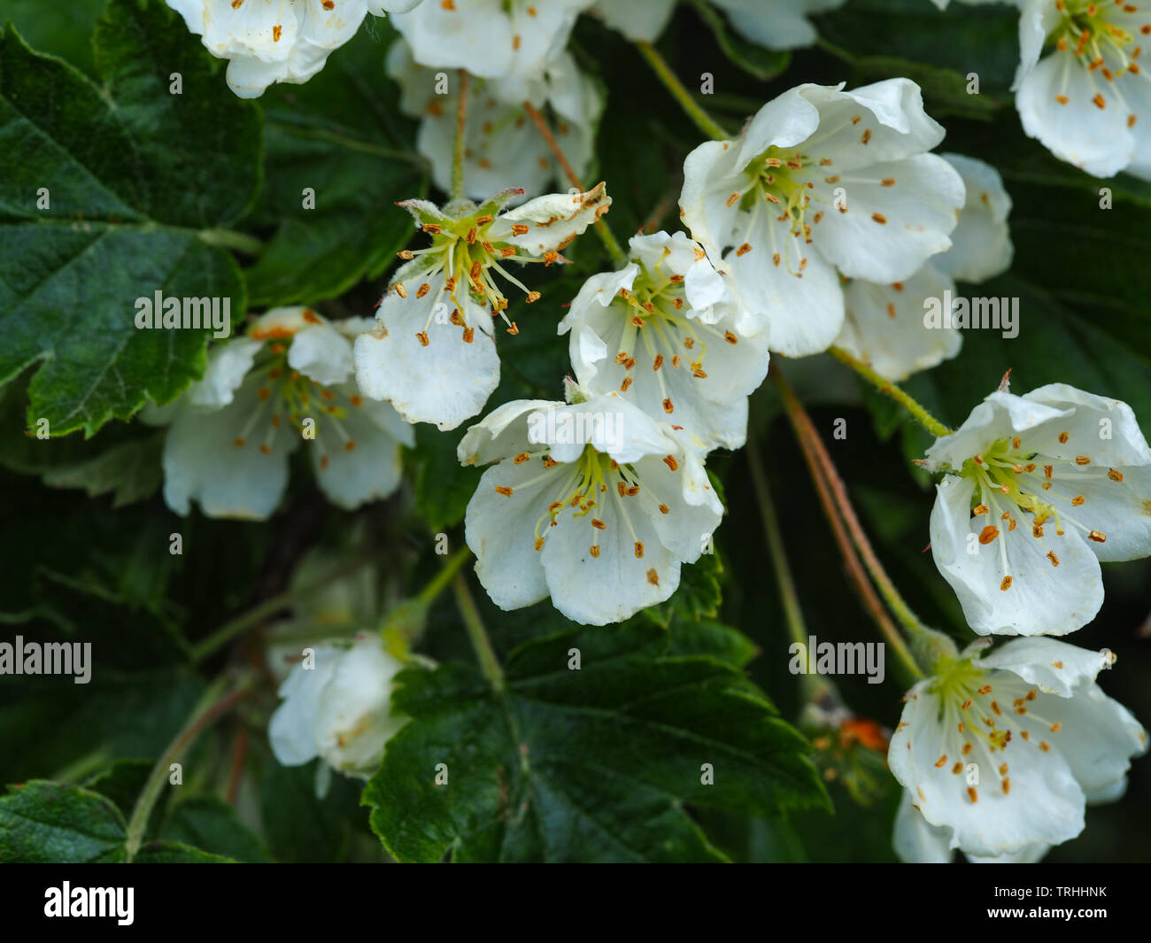 Fiore di biancospino (Crataegus) su un albero in primavera Foto Stock