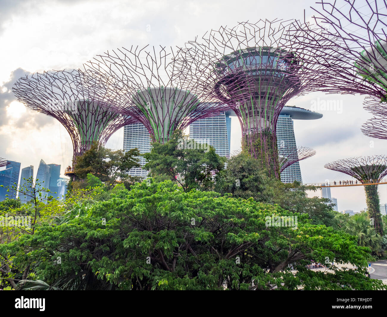 Traliccio in acciaio tettoia e giardini verticali di alberi artificiali nel Supertree Grove a giardini dalla Baia di Singapore. Foto Stock